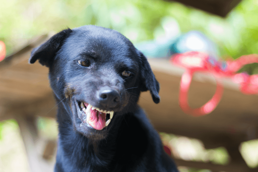 犬がリードを噛む理由とは？