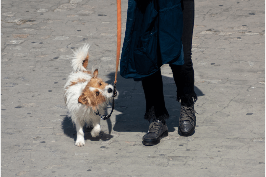 リードの噛み癖で悩んだ飼い主さんの体験談