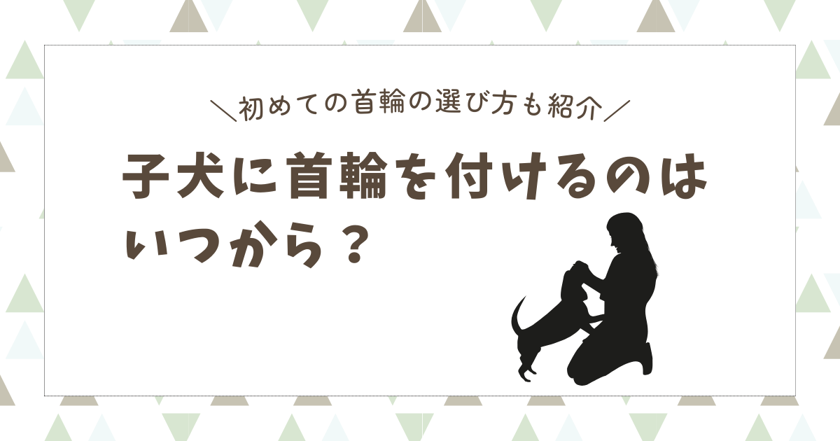 子犬に首輪を付けるのはいつから？初めての首輪の選び方も紹介